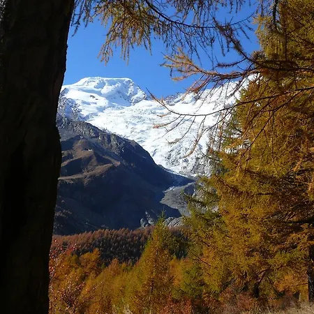 Alpenfirn